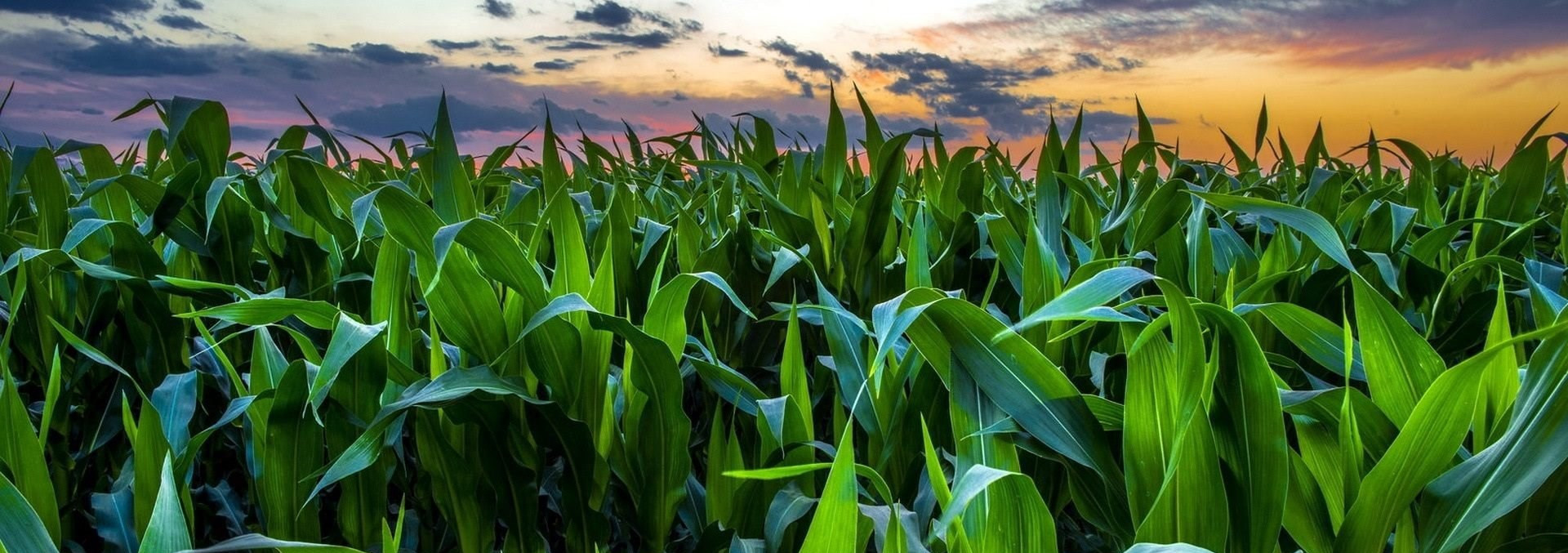 شرکت دانش بنیان سبز گستر شیمیایی معدنی نور